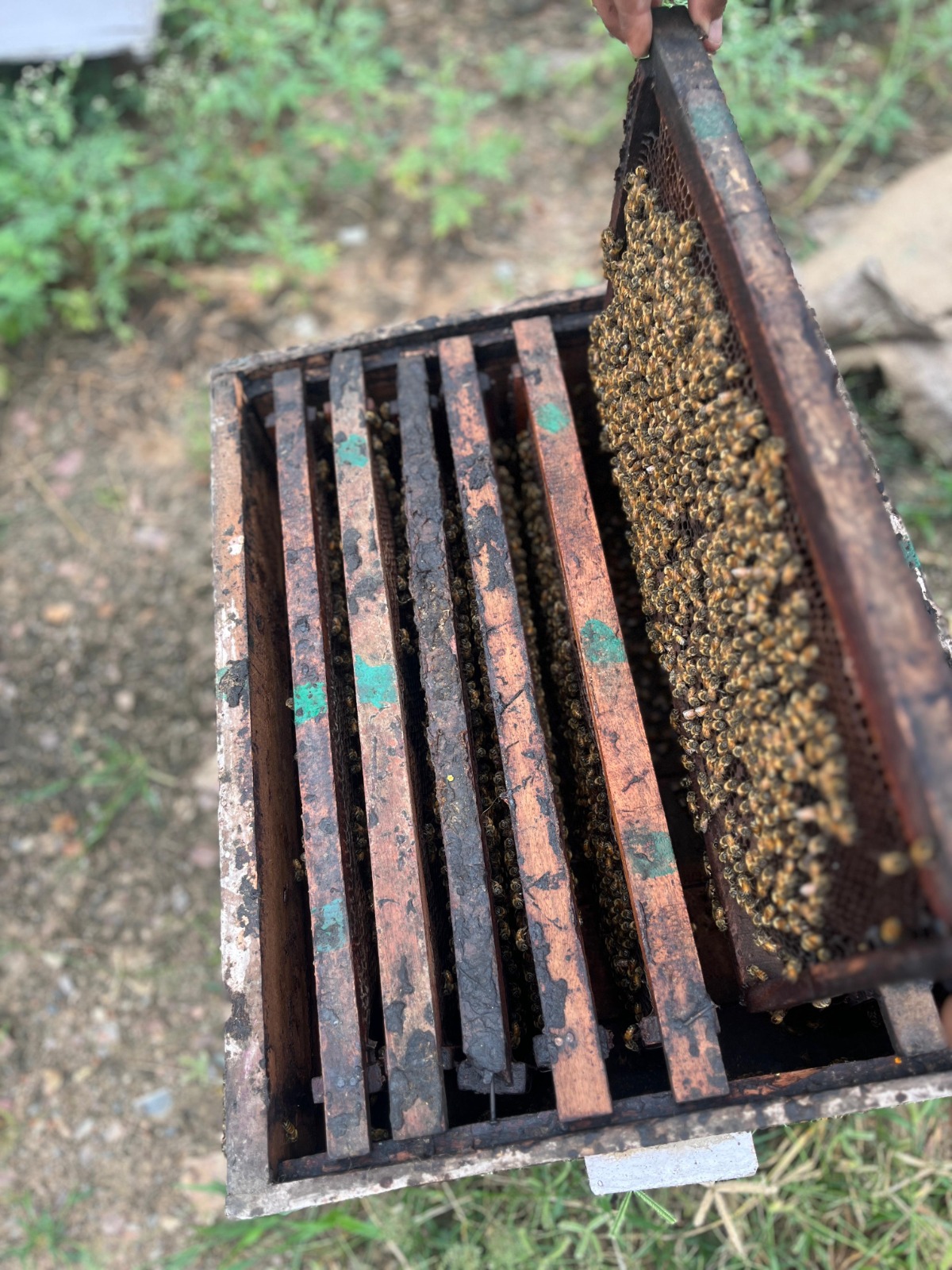 5 Amazing Benefits of Choosing RS Pure Product Honey